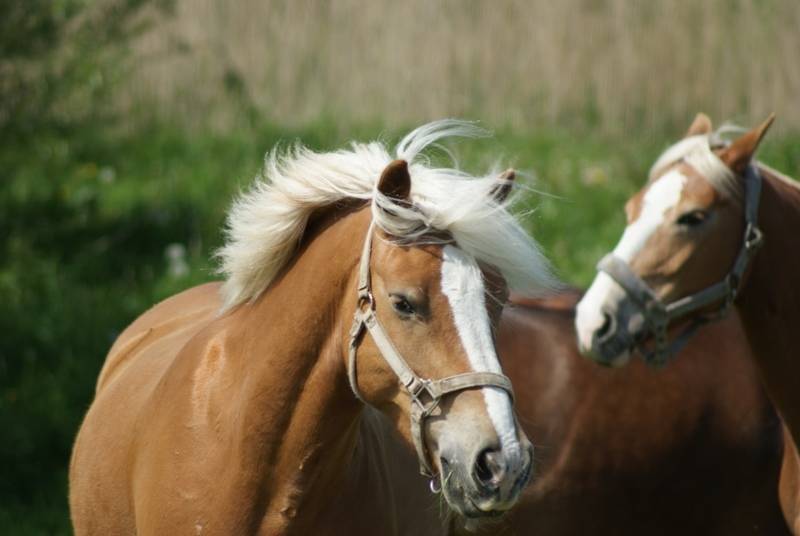 Met Paard op Vakantie paardrijden op het strand